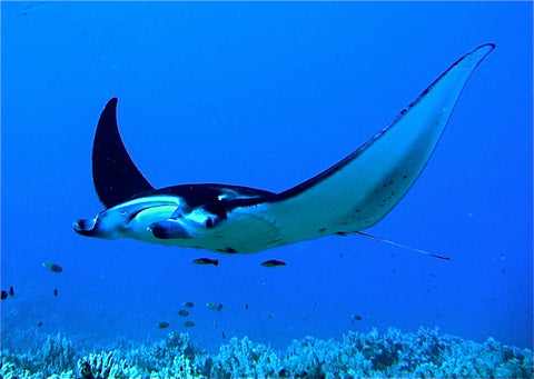 Reef Manta Ray ( manta alfredi)