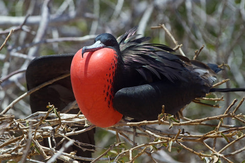 Frigate Bird