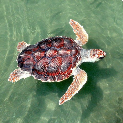 Loggerhead Turtle