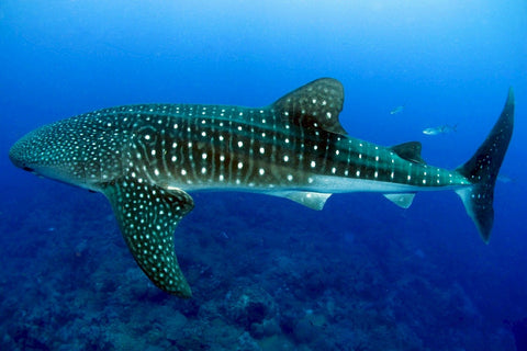 Another Whale Shark