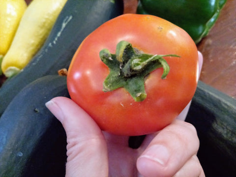 Tomatoes Fresh Farm to Table