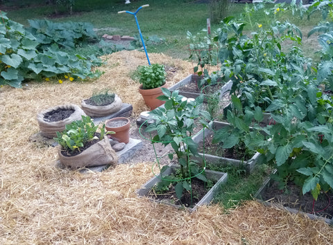 Garden with Straw