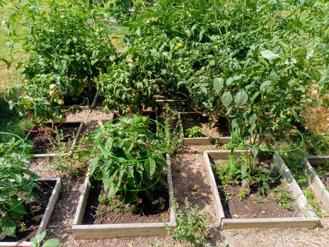 Summer Garden Tomatoes