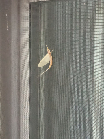 Winged Bug with Long Tail and Long Body - Maryland