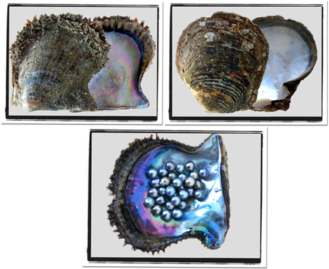 Pteria sterna & Pinctada mazatlanica shells