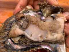 Harvested Rainbow Lip Oyster with its Cortez Pearl