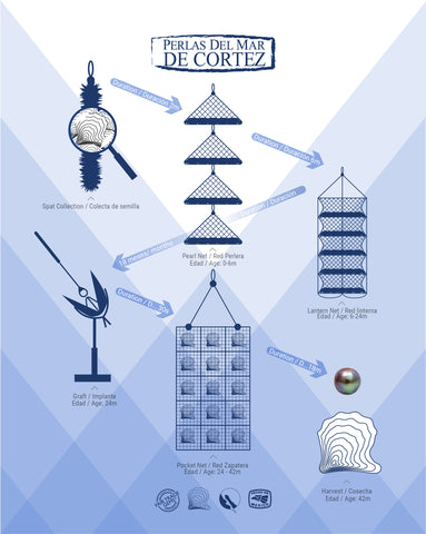 Pearl Aquaculture Process