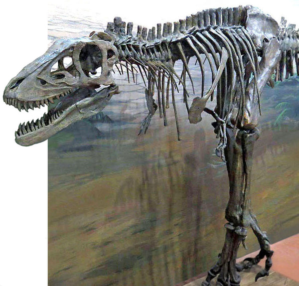 Life size Tyrannosaurus rex fossil skull print