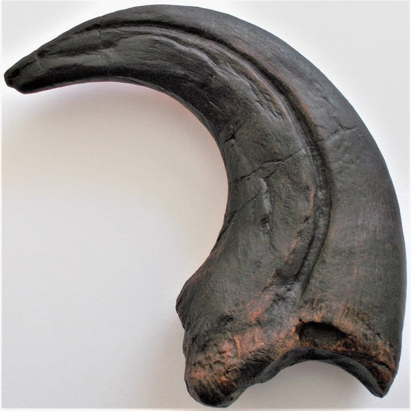 real raptor claw for sale