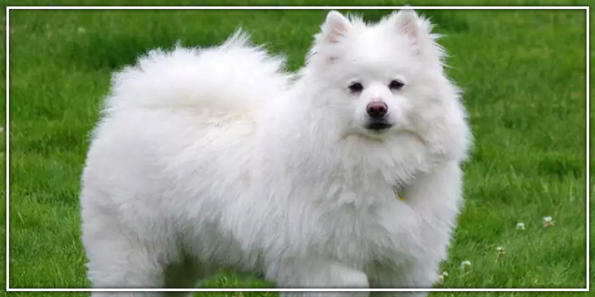are indian spitz aggressive