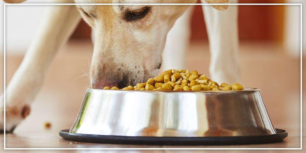 what can i feed my dog instead of dog food