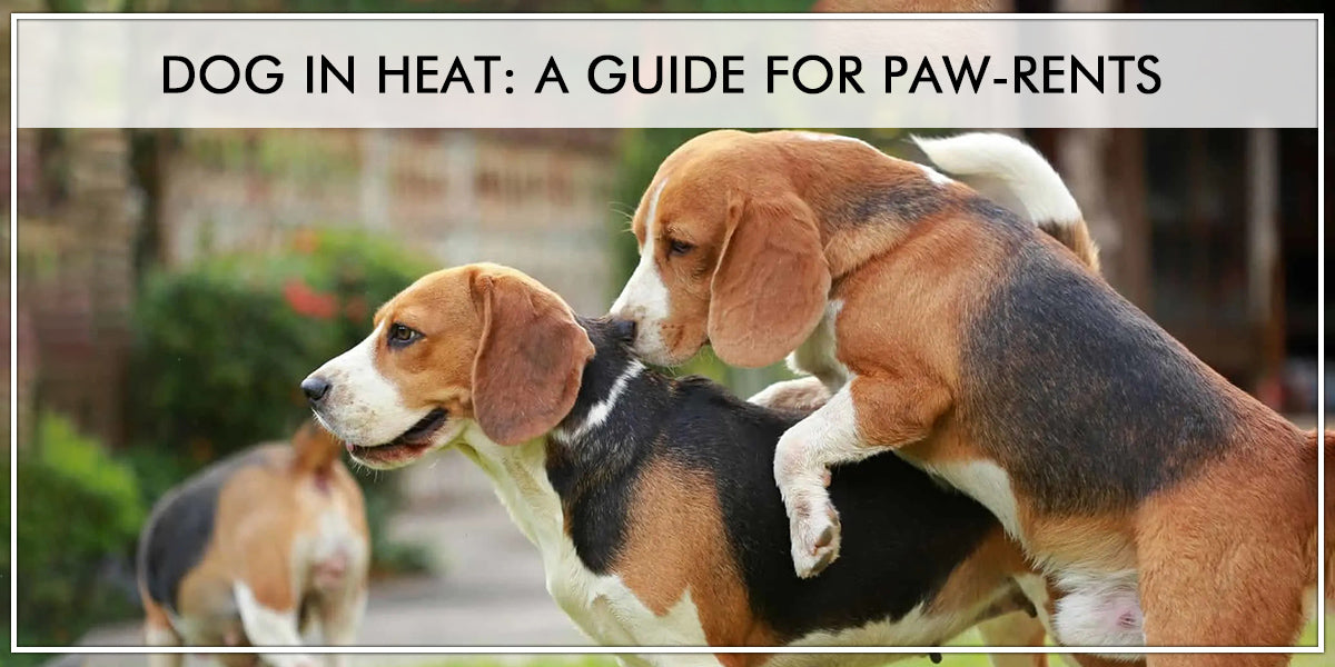 what happens to male dogs when a female is in heat