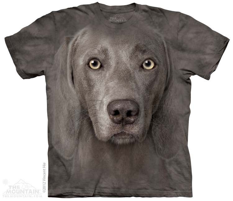 Weimaraner