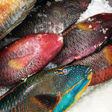 Wild Caught Parrot Fish