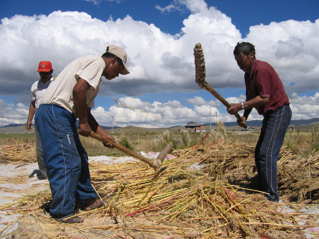 Men farming quinoa