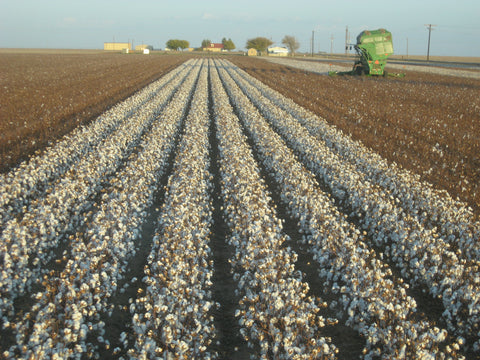 Cotton field leading off into the middle distance