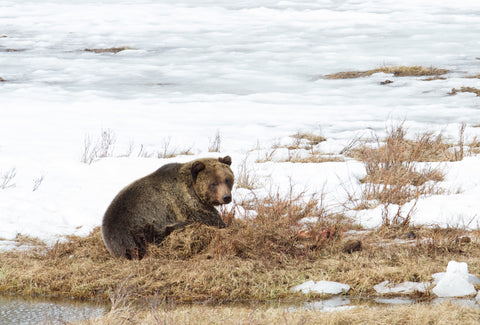 A lone Grizzly in an icy landscape