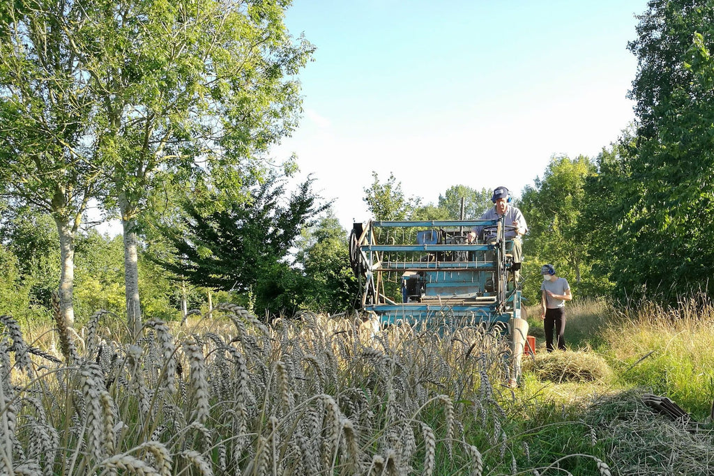 Grain thresher