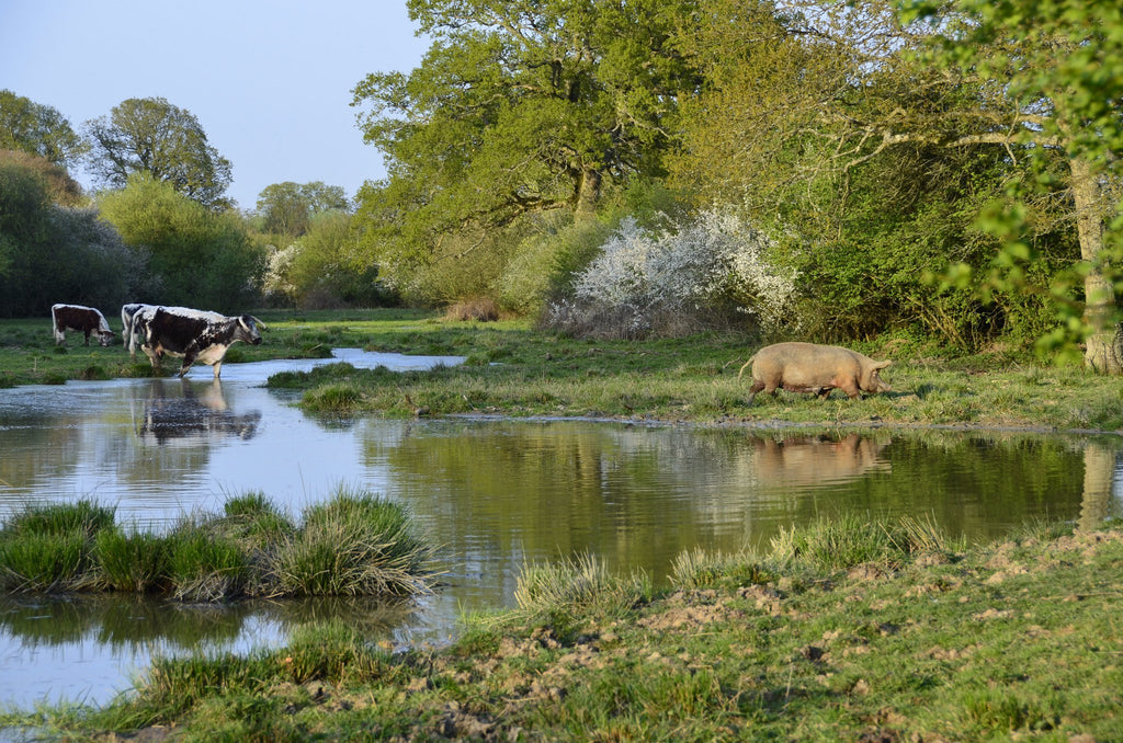 Pond in clearing, cow and pig grazing