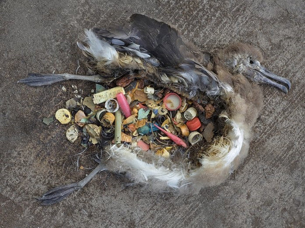 Dead Albatross chick with open abdomen showing it to be filled with plastic