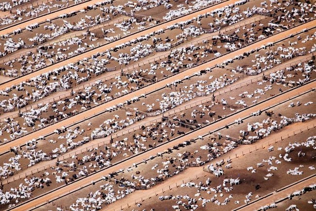 Beef factory farm from above