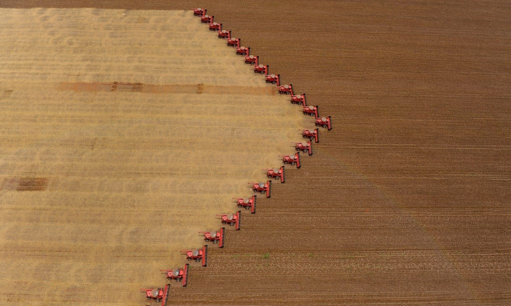 Field of wheat