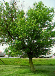 Boxelder Tree