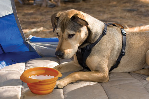 Kurgo Collaps A Bowl