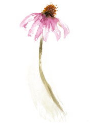 Echinacea