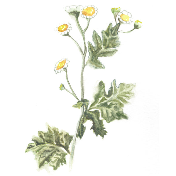 feverfew