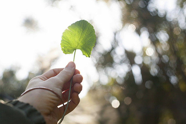 Gotu Kola leaf