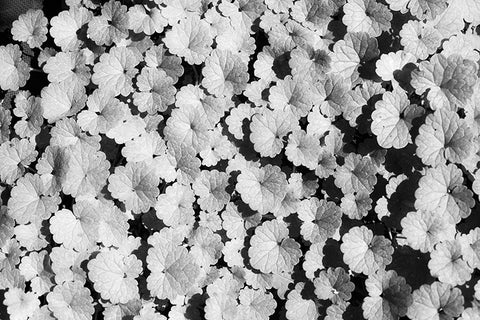 Gotu Kola Leaves Photo by Bristol Dunlap