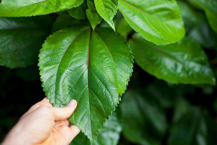 Fresh Hawaiian Mamaki Leaf