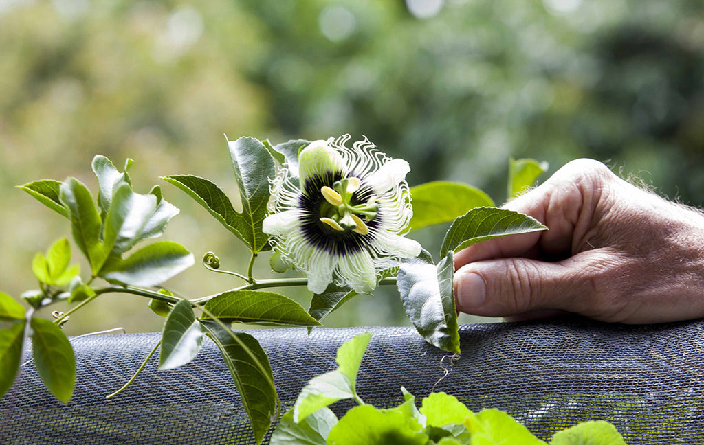 Passion Flower