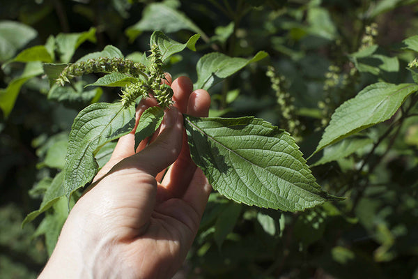 shiso