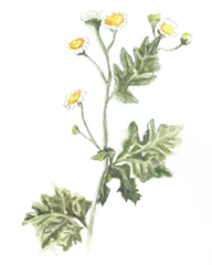 Feverfew