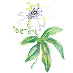 Passion Flower