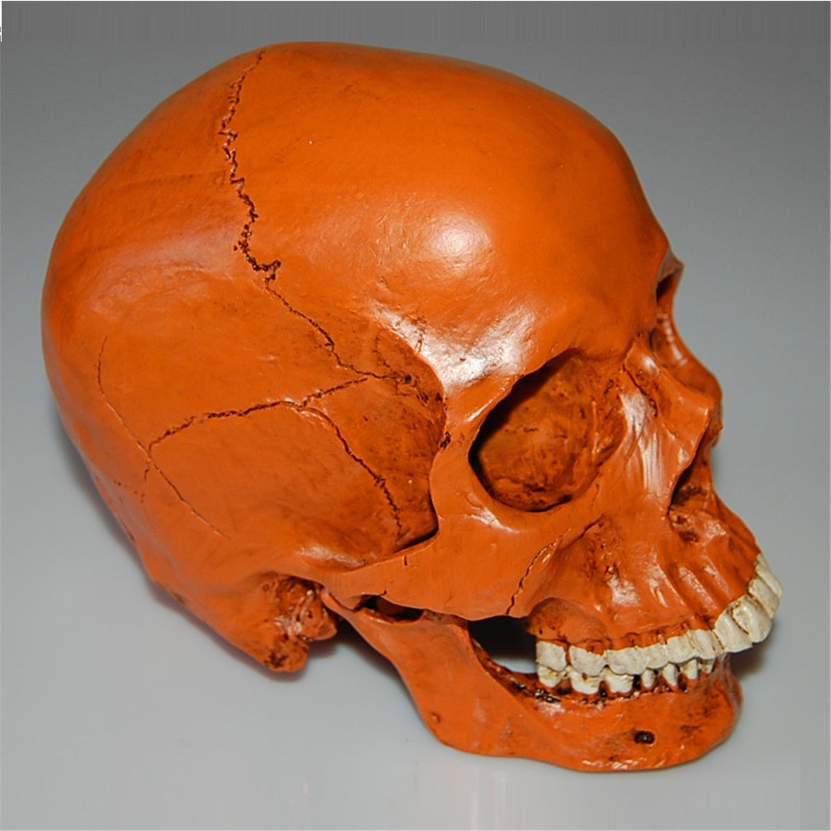 1:1 Life Size Human Anatomical Anatomy Resin Head Skeleton Skull Medic