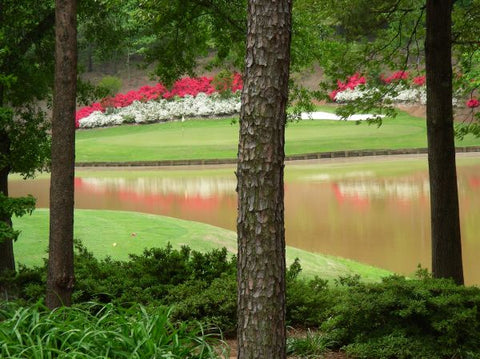 Rent golf clubs in Greenville
