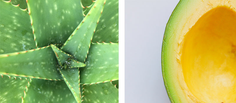 close up of aloe plant and avocado