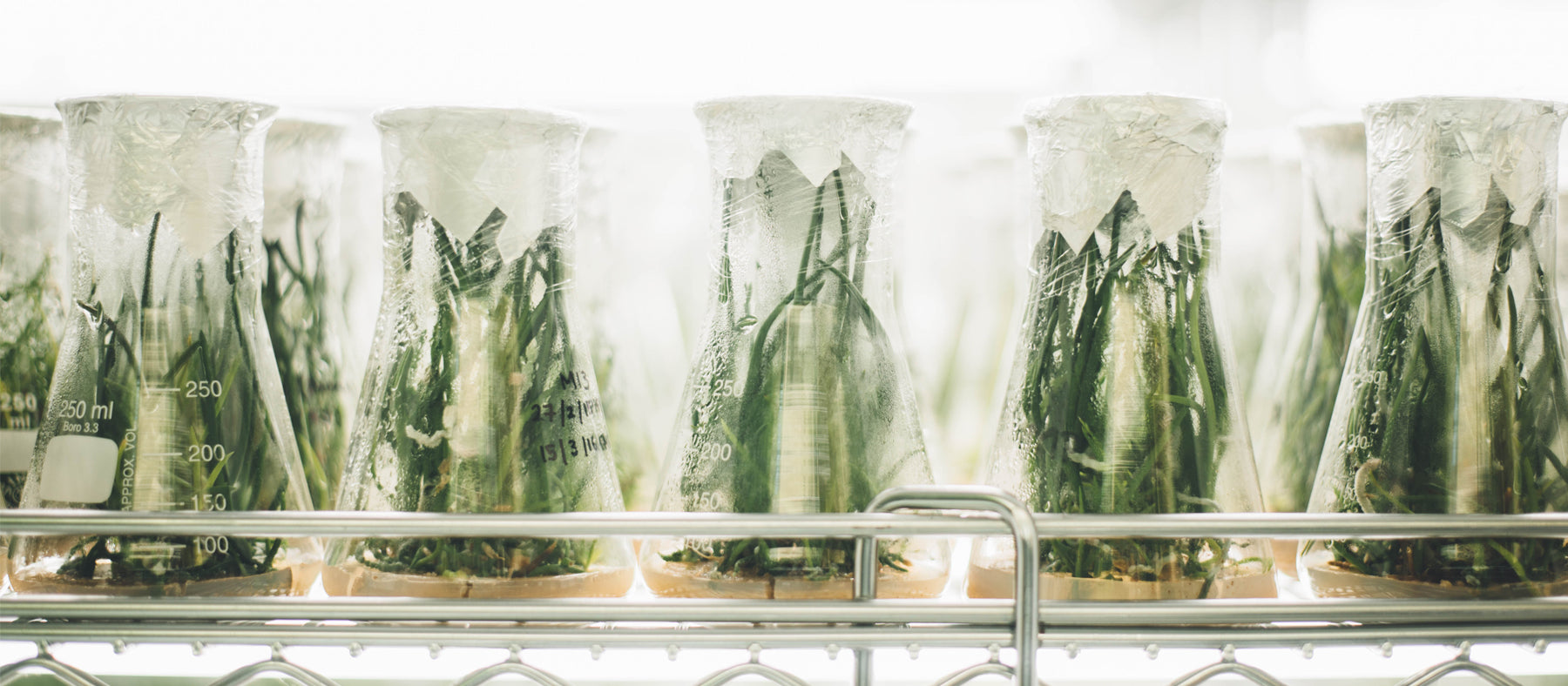 row of beakers with plants inside