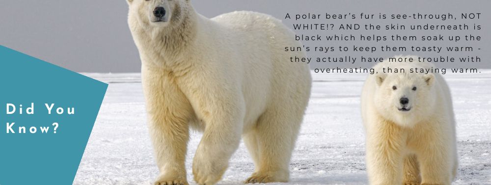 Norte Blog Sustainable Living Polar Bears
