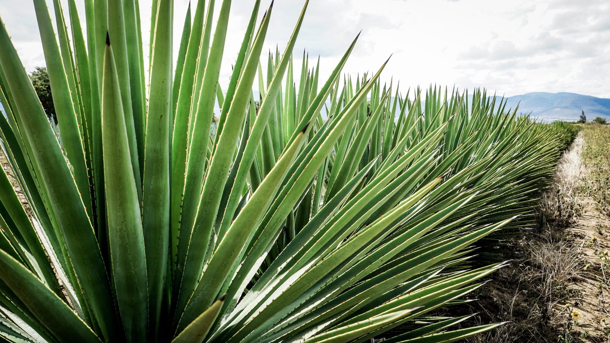 Where's the worm - 10 facts about mezcal | Pacific and Lime