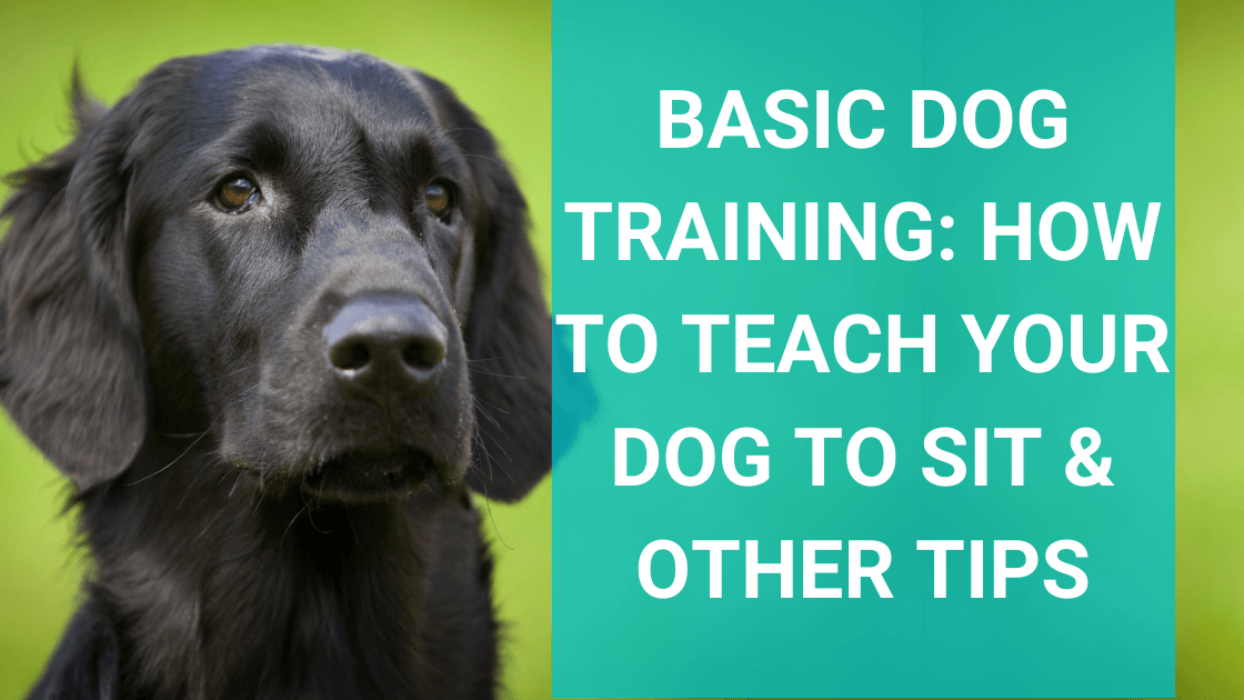 what are basic dog commands