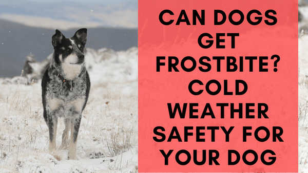 how do you know if your dog has frostbite