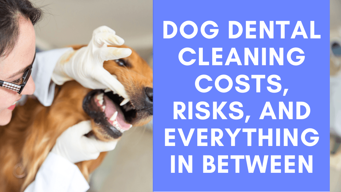 Dog Dental Cleaning Costs, Risks, and Everything in Between