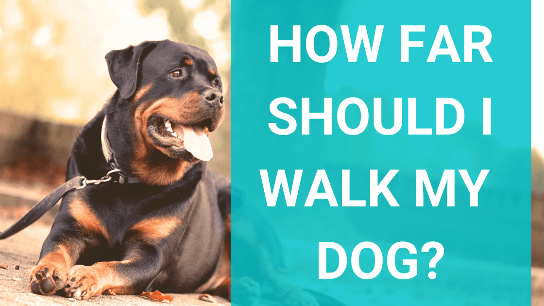 how long of a walk is too long for a dog
