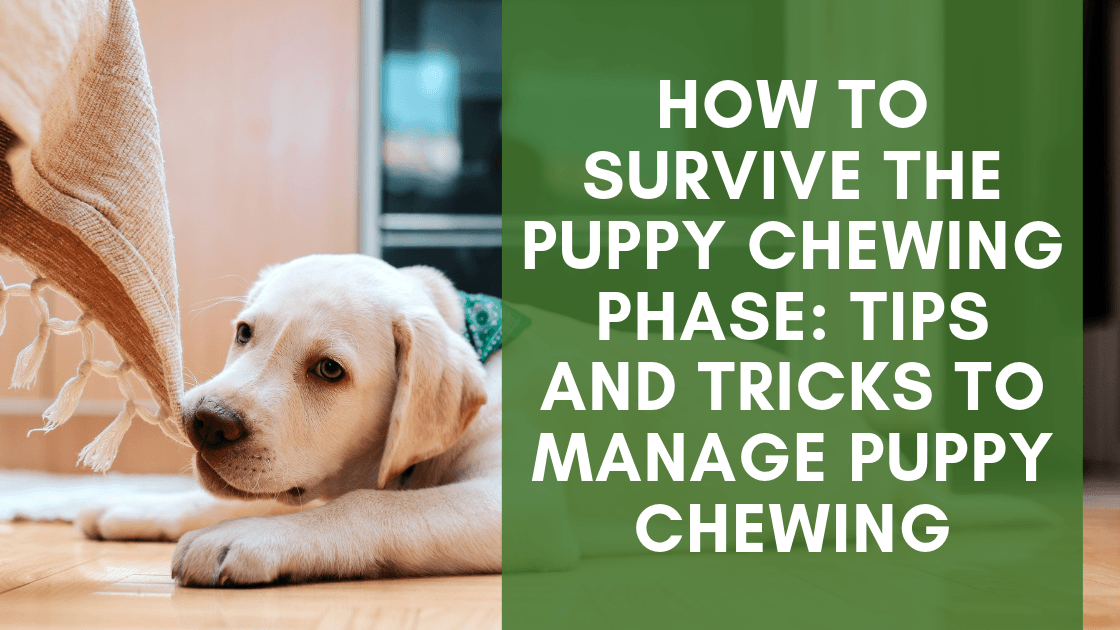 how can i get my puppy to survive teething