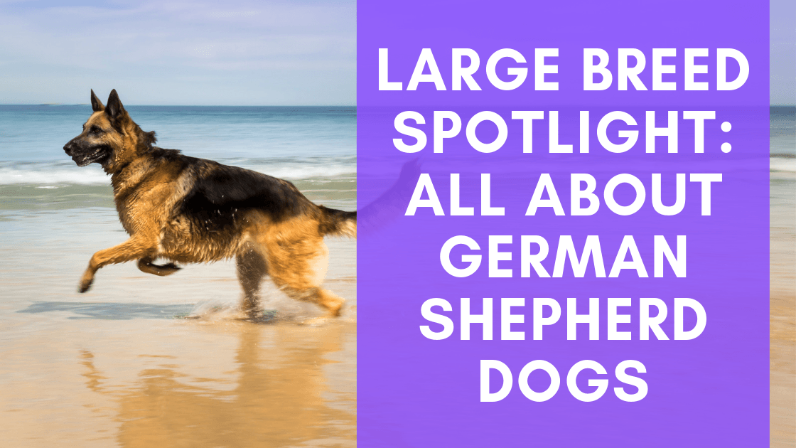 are german shepherds large