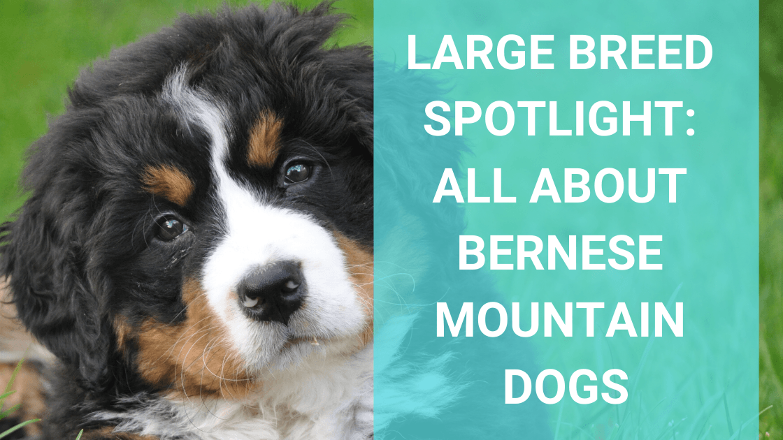 what are bernese mountain dogs good at